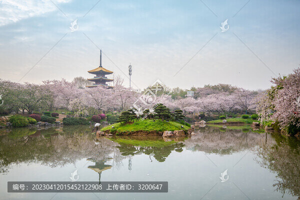 武漢東湖櫻園櫻花