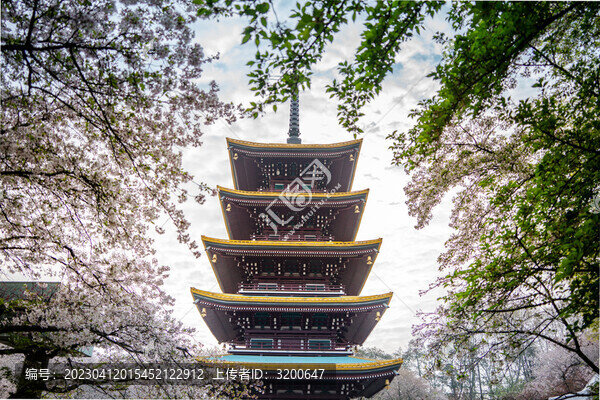 武漢東湖櫻園櫻花