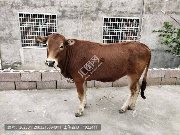 牛