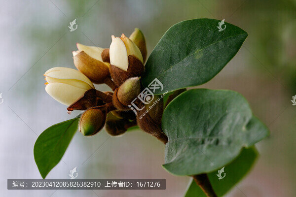 含笑花
