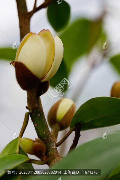 含笑花