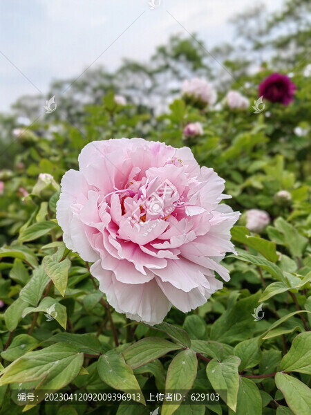 牡丹花開