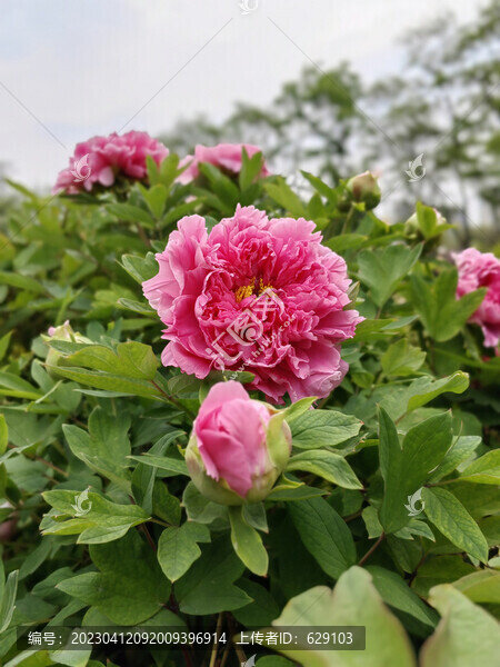 牡丹花