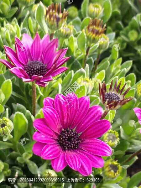 萬壽菊花