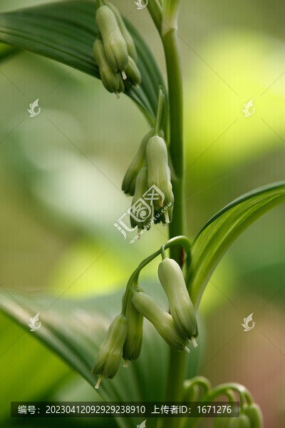玉竹花