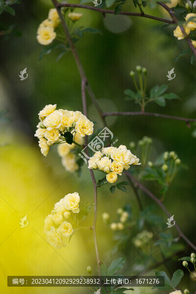 黃木香花