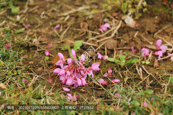 紫荊