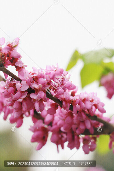 紫荊