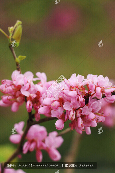 紫荊花