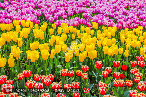郁金香花海