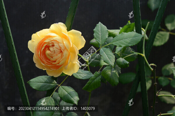 黃金慶典月季