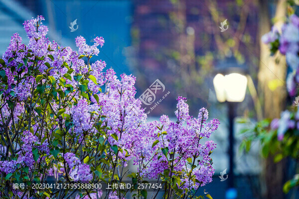華燈初放丁香花開