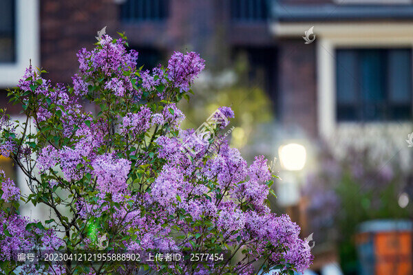丁香花正開(kāi)