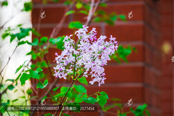 盛開(kāi)的丁香花