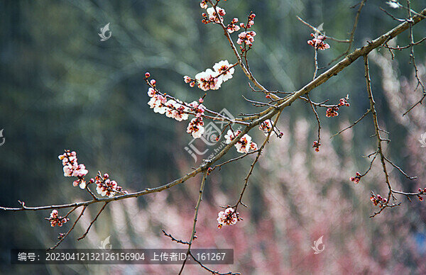 杏花盛開(kāi)爭(zhēng)艷