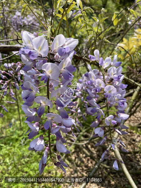 紫藤花