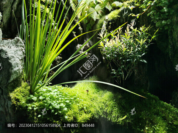 青苔微景觀