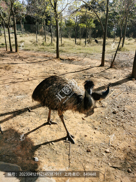 鴕鳥