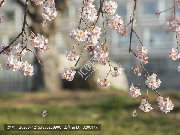 櫻花