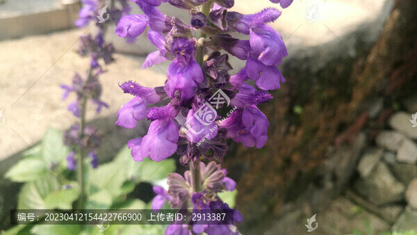 鼠尾草
