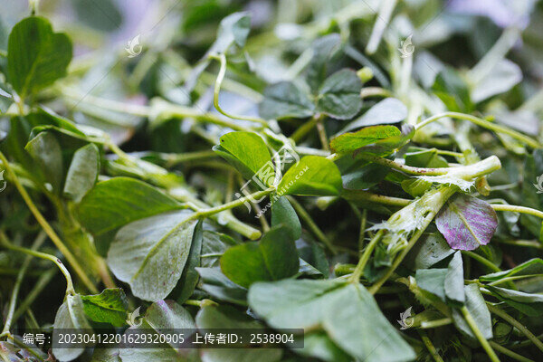 草頭