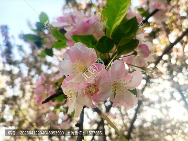 櫻花