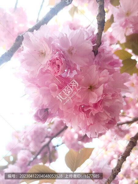 櫻花