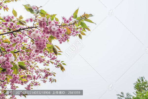 南京雨花臺(tái)盛開的櫻花