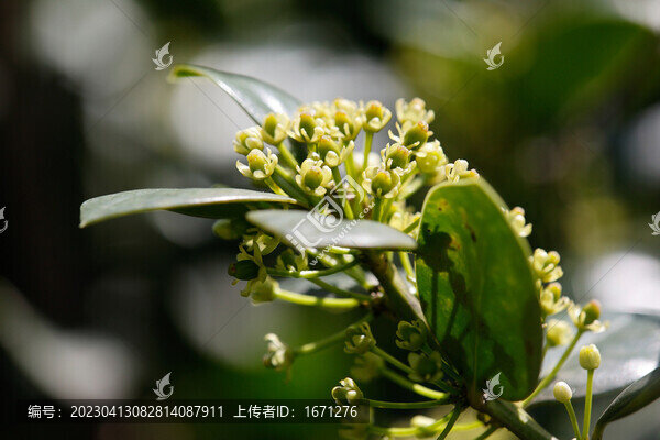 冬青花