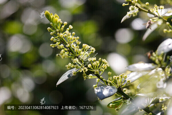 冬青花