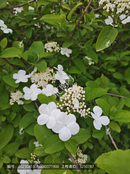 白色瓊花