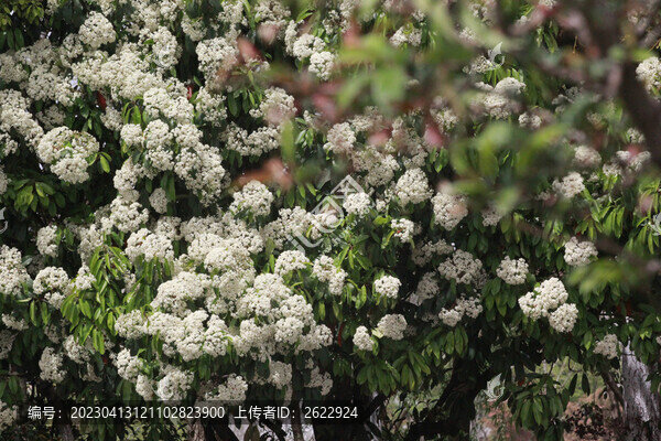 石楠花