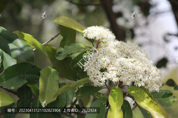 石楠花