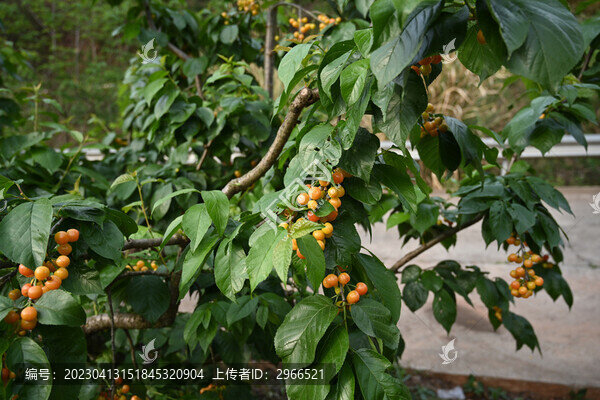 樹上的櫻桃