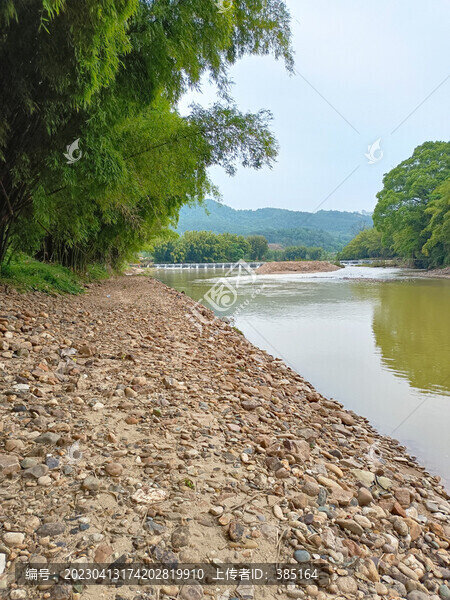 河邊的竹林