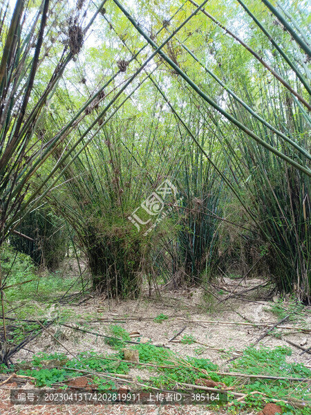 竹林棧道