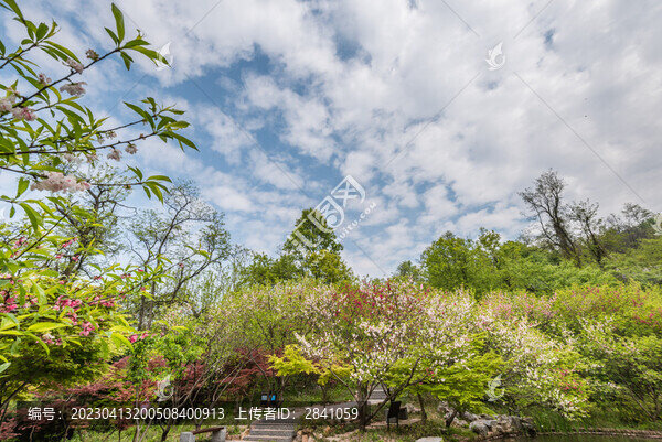 南京棲霞山的櫻花