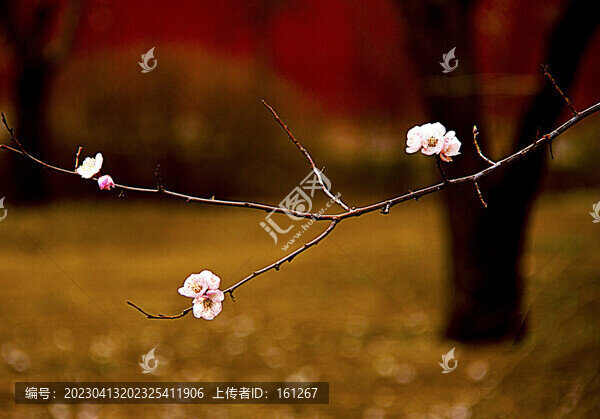杏花春