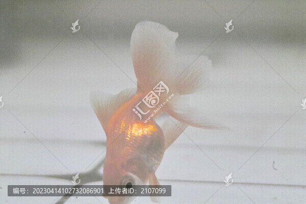 家養(yǎng)金魚(yú)
