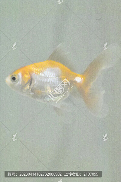 家養(yǎng)金魚(yú)