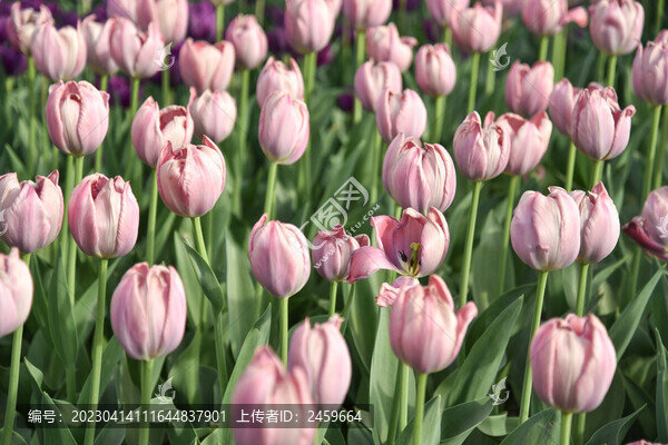 國家植物園郁金香花盛開