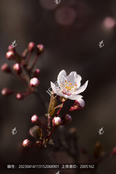 紫葉李花開