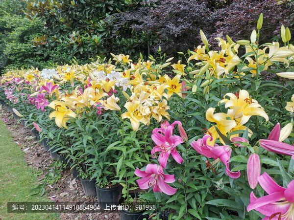 百合花