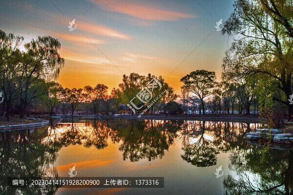 玉淵潭公園櫻花季