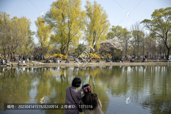 玉淵潭公園櫻花季