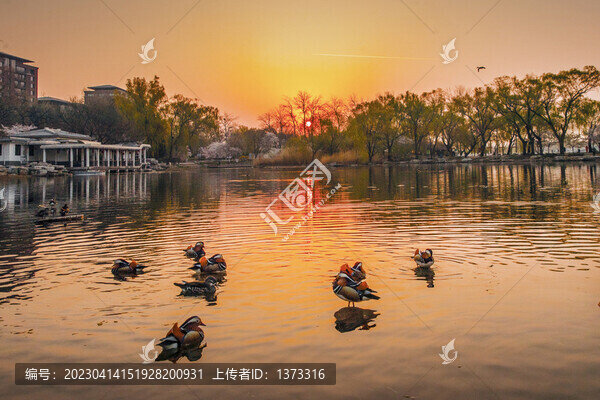 玉淵潭公園櫻花季