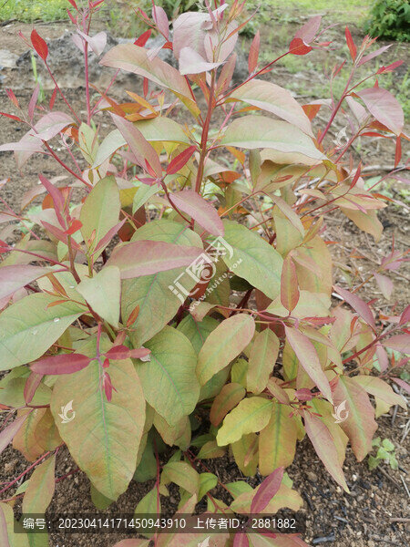 小樹(shù)苗