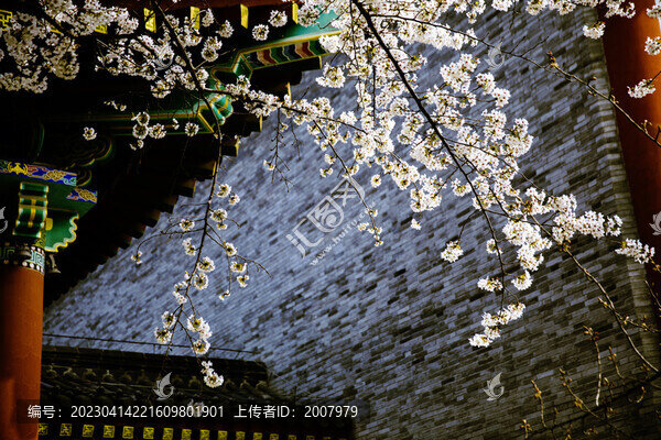 春到古寺