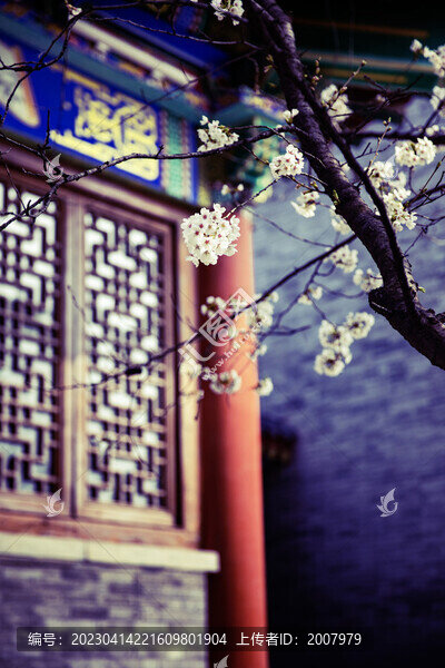 春到古寺