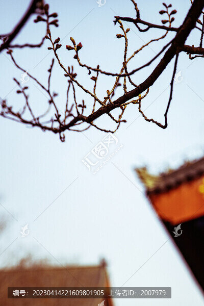春到古寺